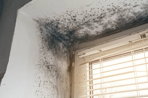 Affordable Commercial Mold Remediation solutions in Entriken, PA